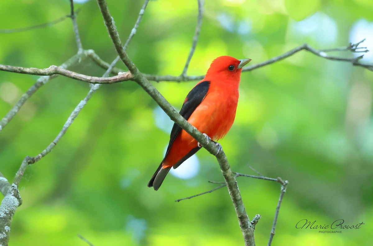Scarlet Tanager - ML619959273