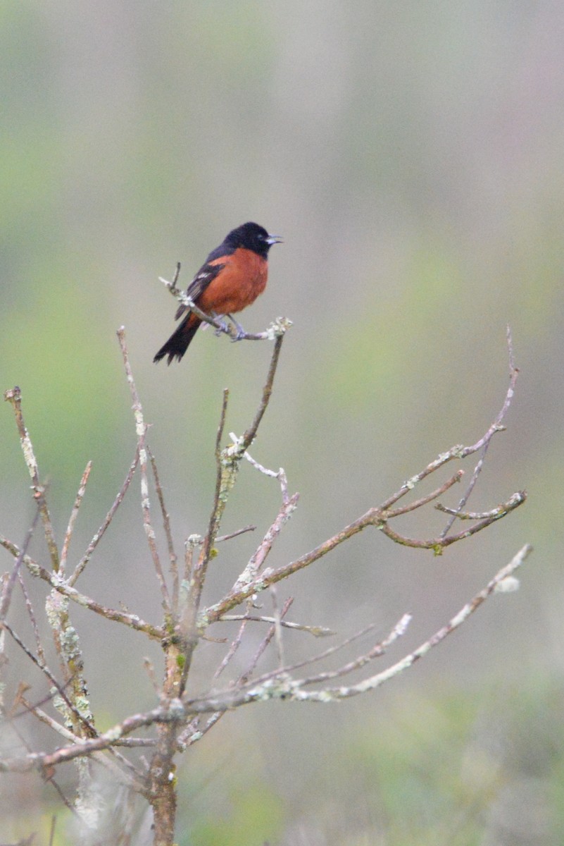 Orchard Oriole - ML619959275