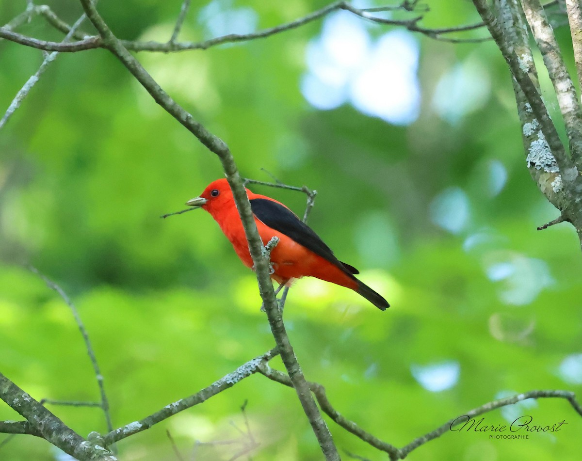 Scarlet Tanager - ML619959277