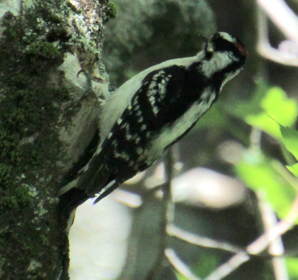 Downy Woodpecker (Eastern) - ML619959299
