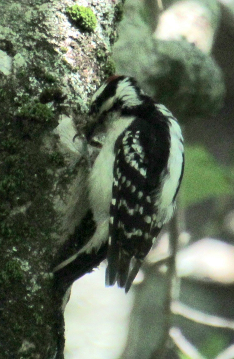 Downy Woodpecker (Eastern) - ML619959300