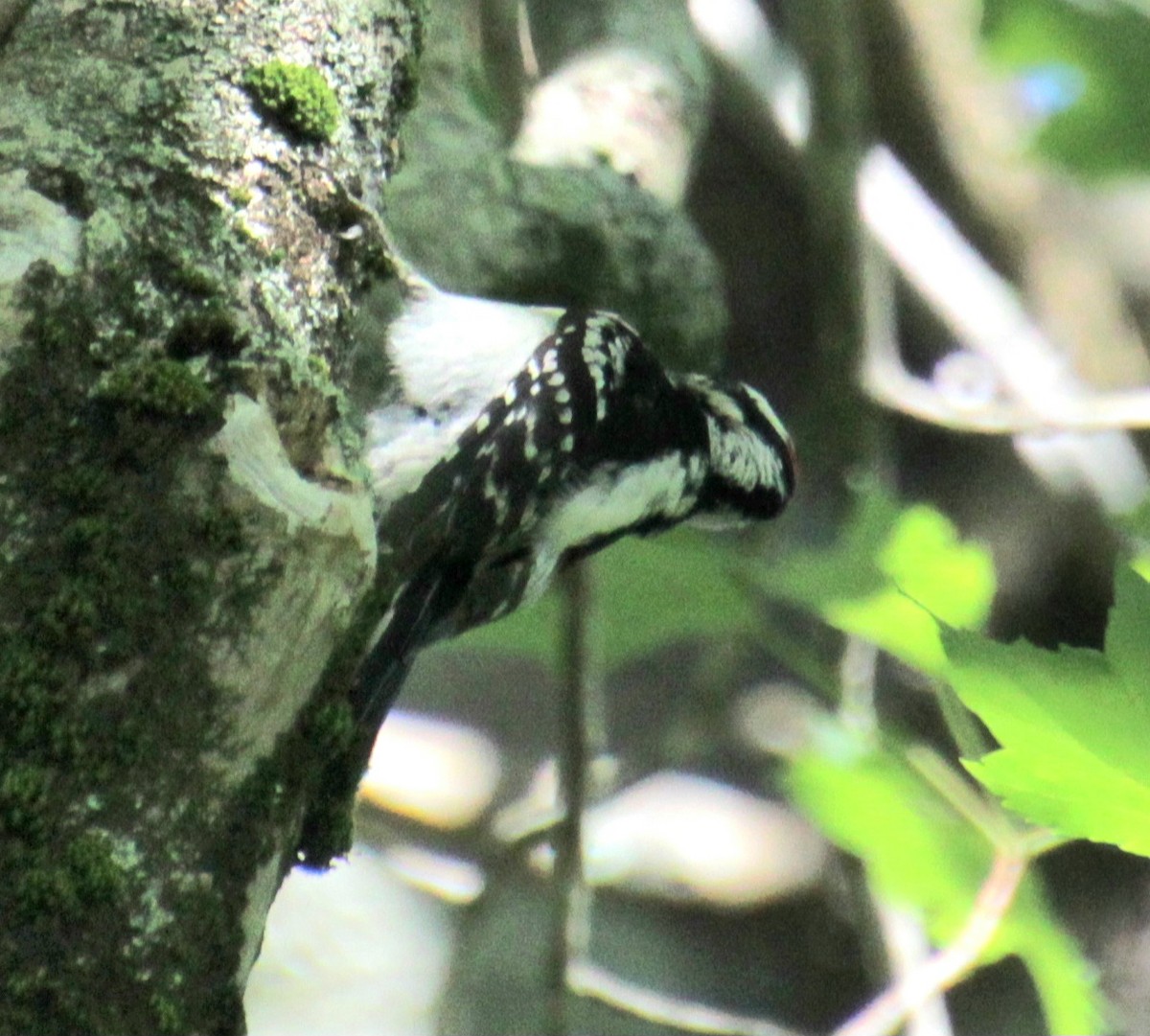 Downy Woodpecker (Eastern) - ML619959301