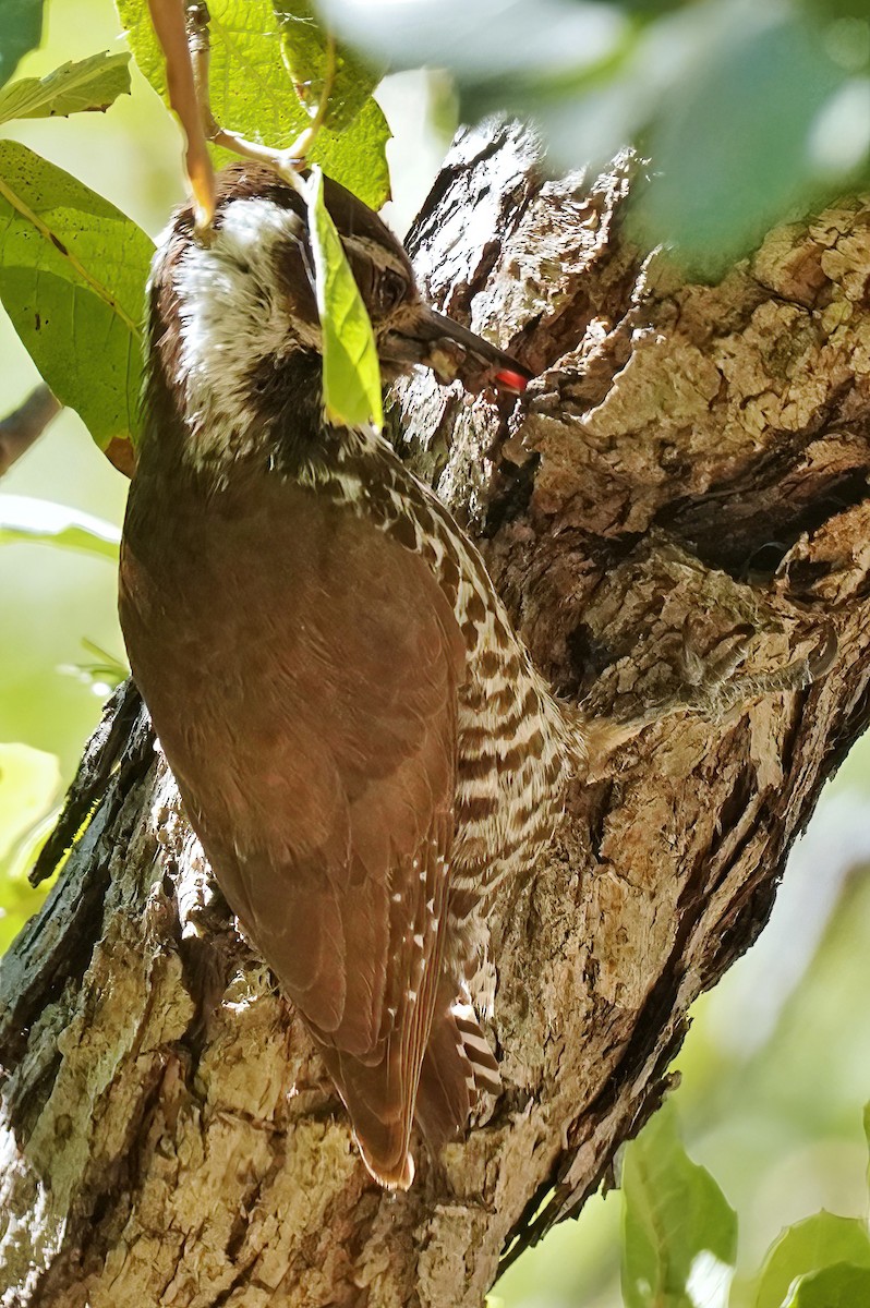 Arizona Woodpecker - ML619959303