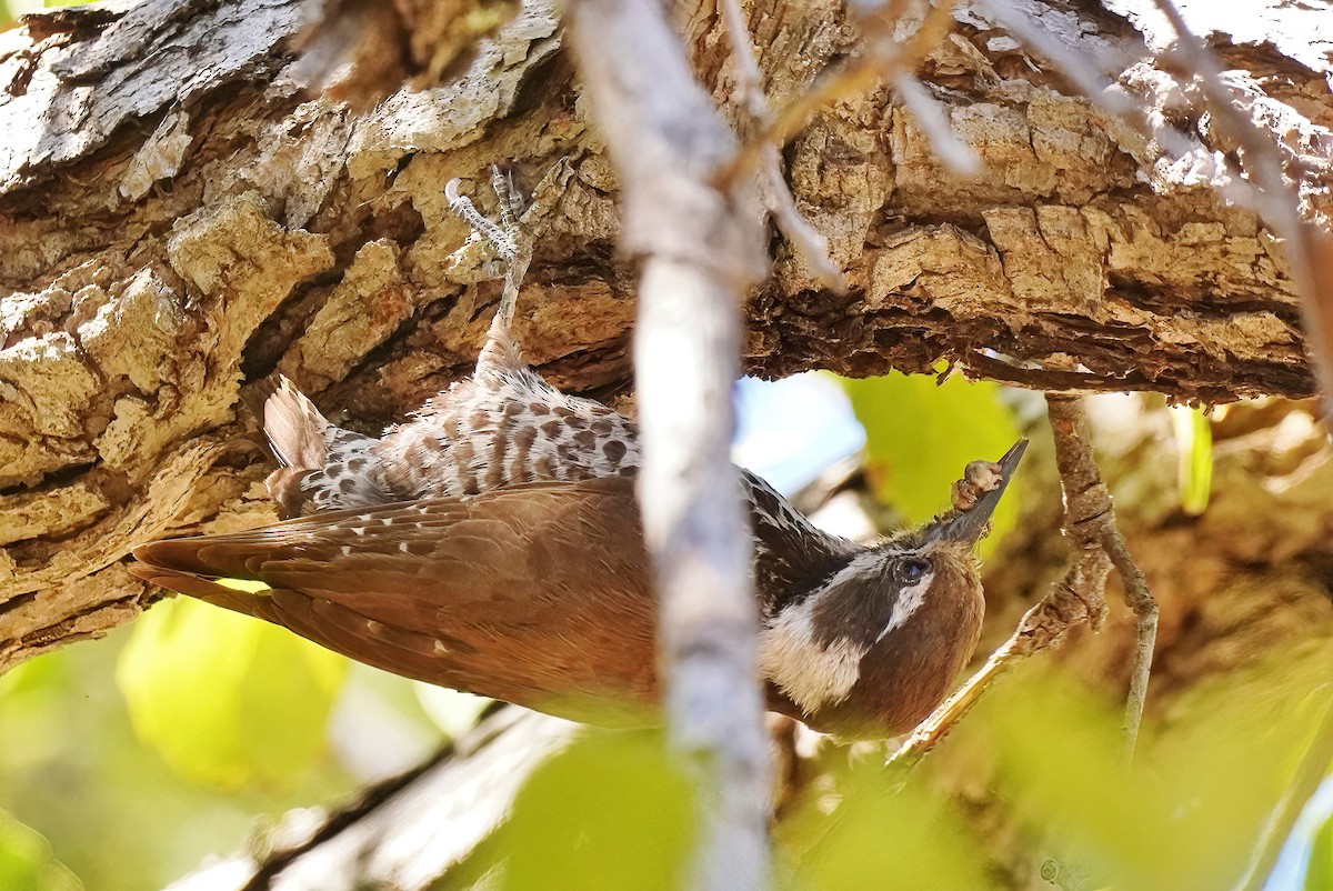 Arizona Woodpecker - ML619959304