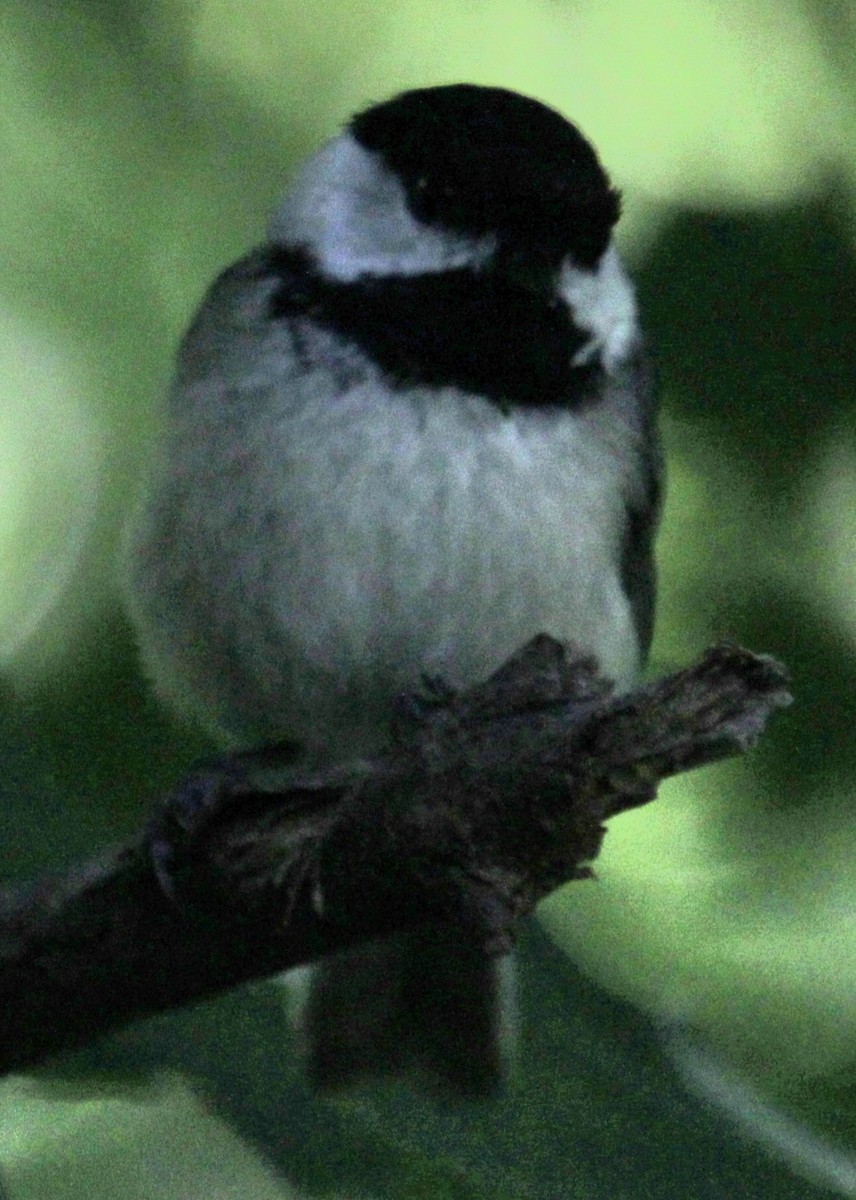 Black-capped Chickadee - ML619959330