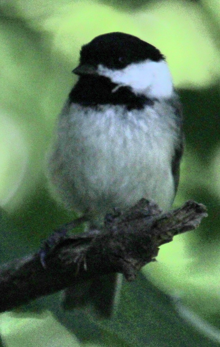 Black-capped Chickadee - ML619959331