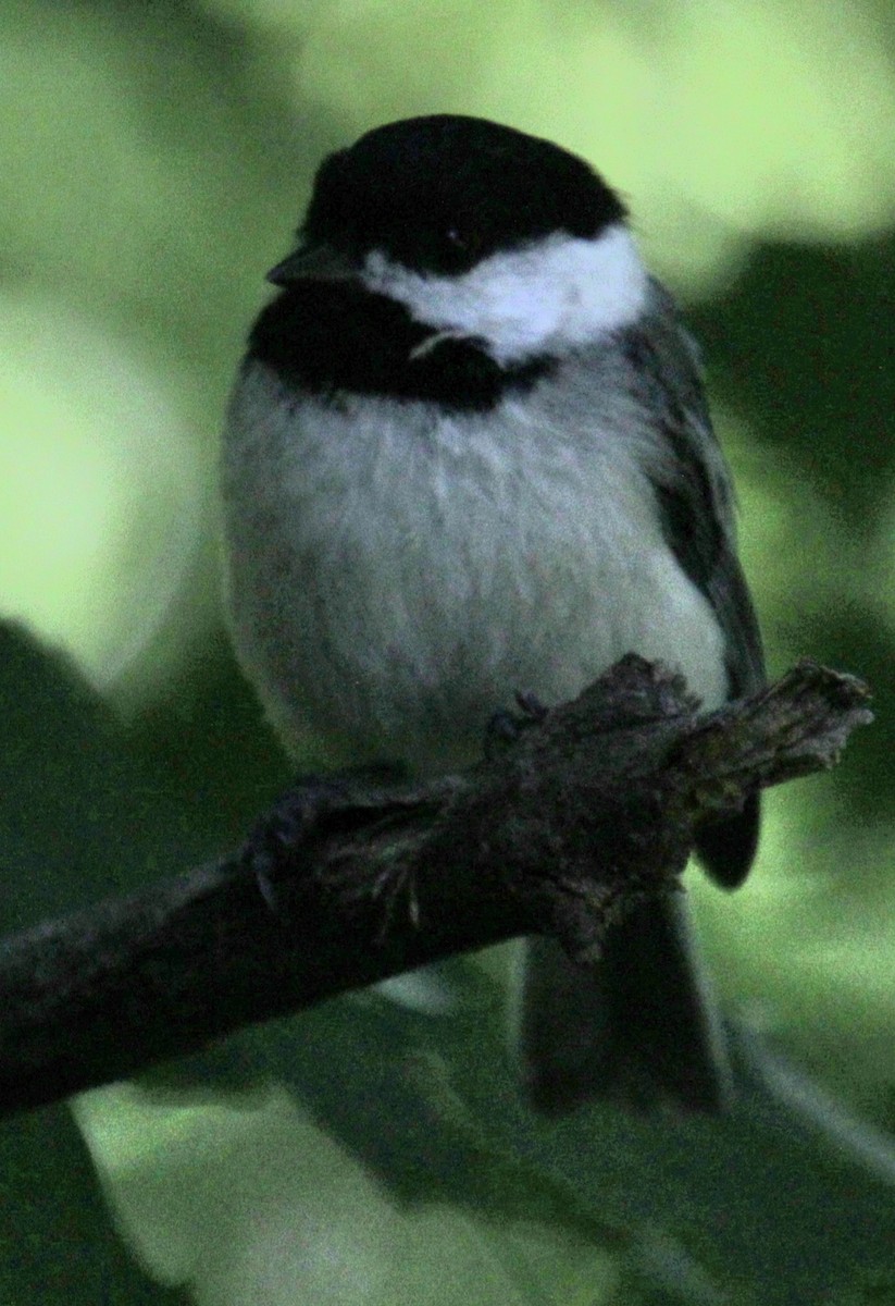 Black-capped Chickadee - ML619959332