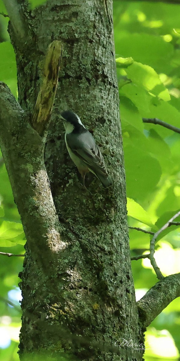 White-breasted Nuthatch - ML619959351