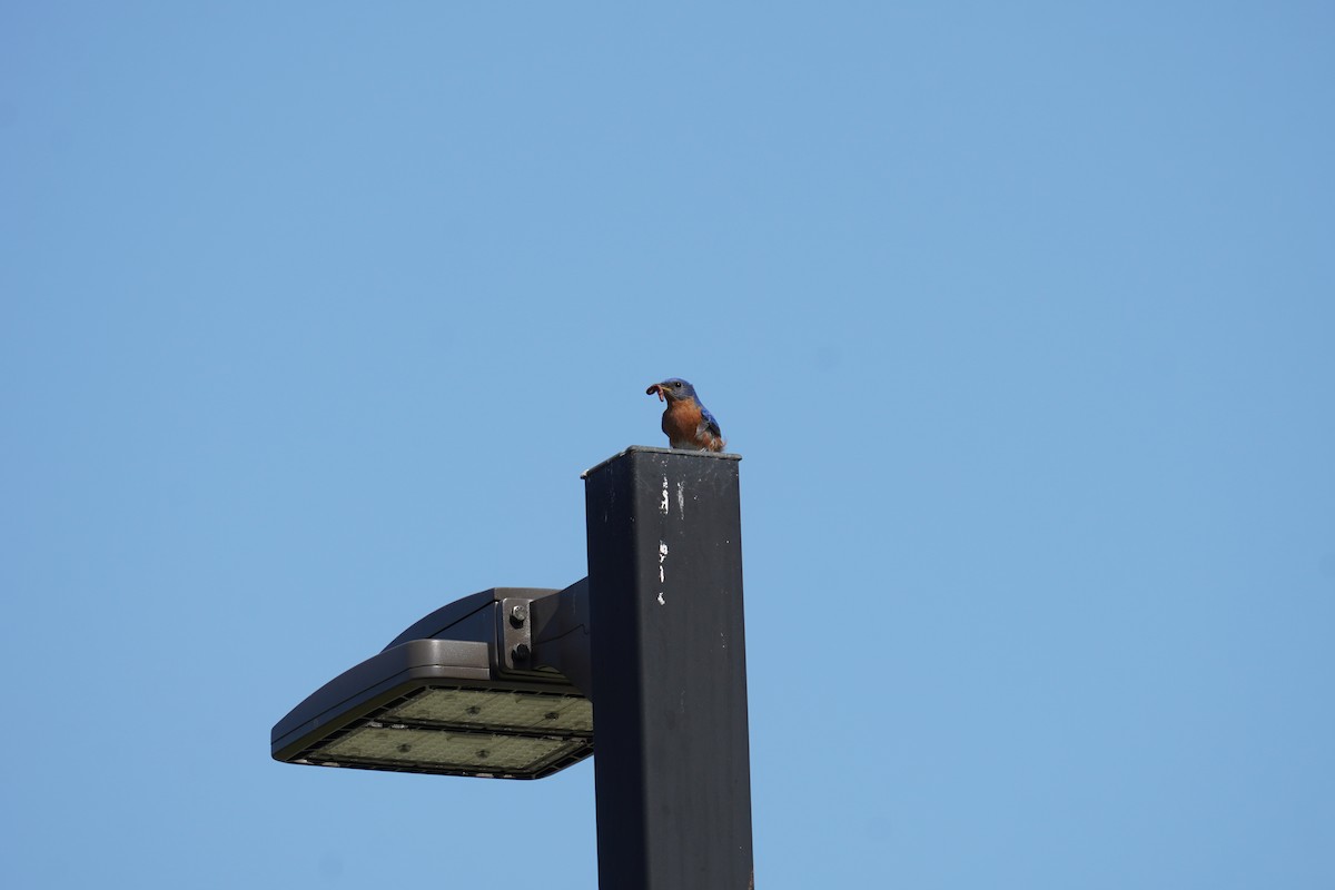 Eastern Bluebird - Ethan Kang