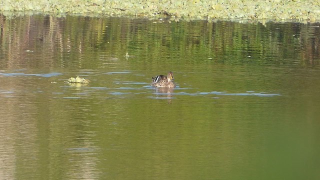 Yellow-billed Pintail - ML619959365