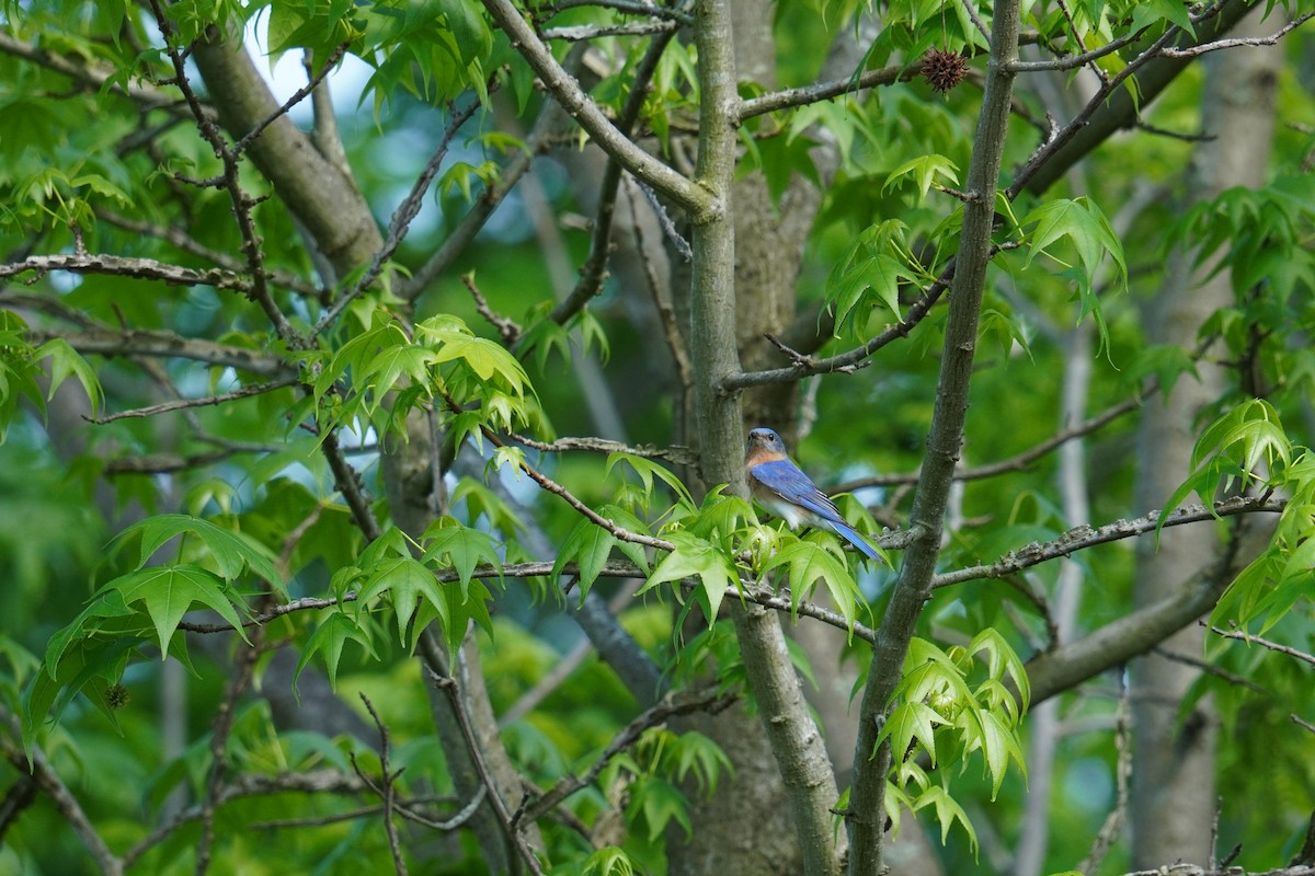 Eastern Bluebird - ML619959368