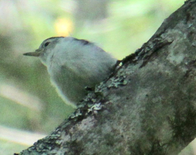 White-breasted Nuthatch (Eastern) - ML619959376