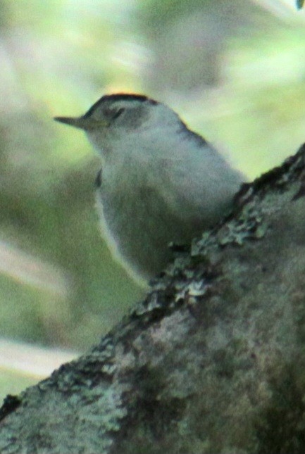 White-breasted Nuthatch (Eastern) - ML619959377