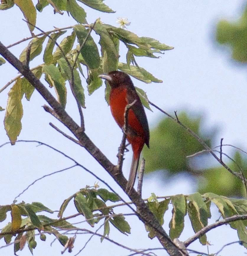 Crimson-backed Tanager - ML619959386