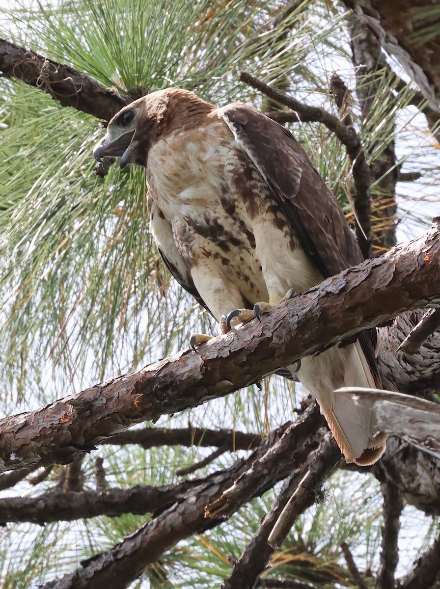 Red-tailed Hawk - ML619959396