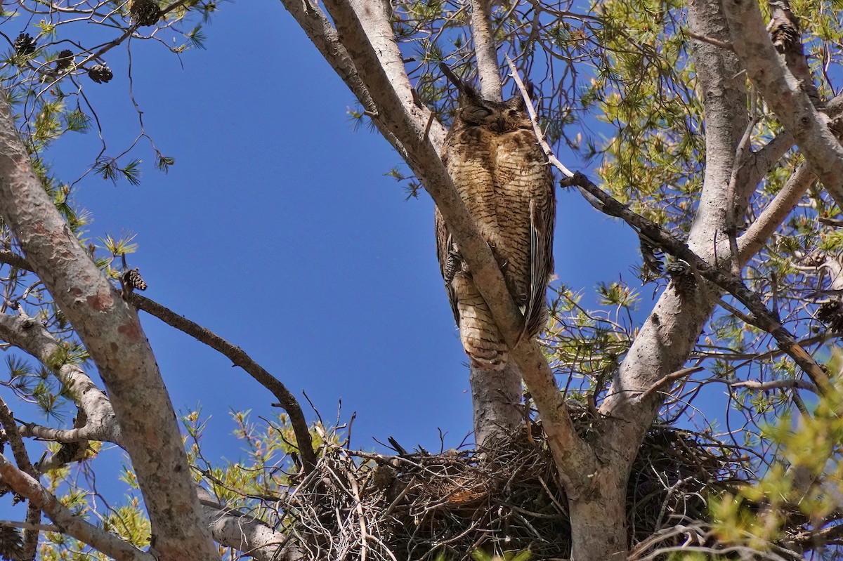 Great Horned Owl - ML619959408