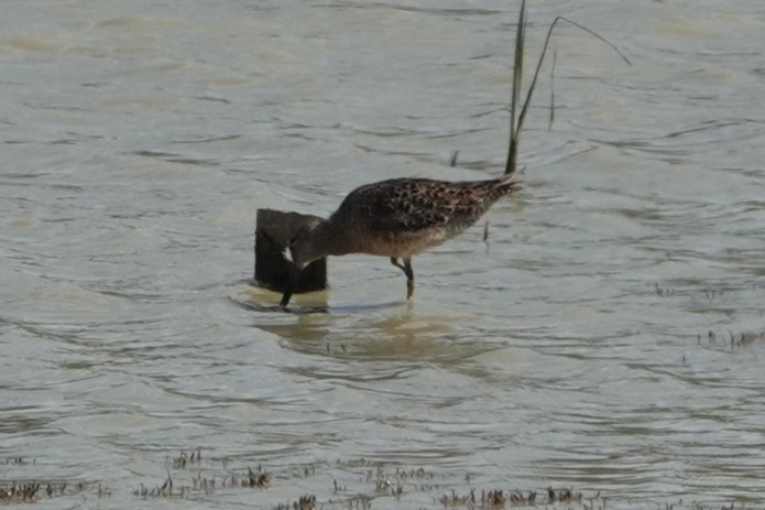Long-billed Dowitcher - ML619959436