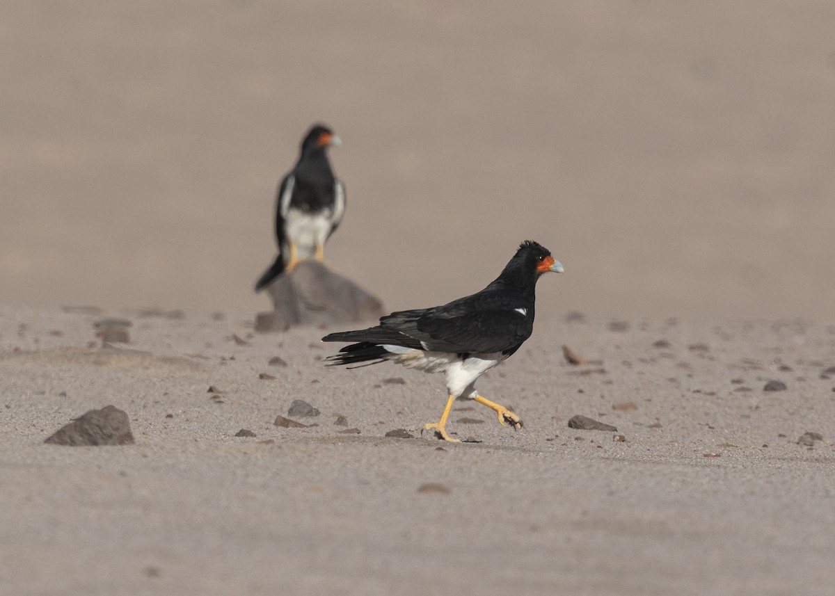 Caracara Andino - ML619959438