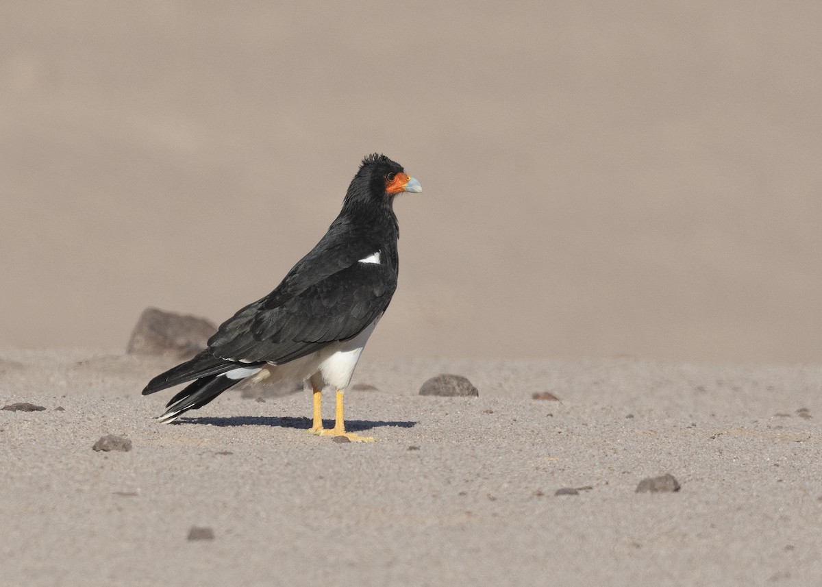 Mountain Caracara - ML619959443