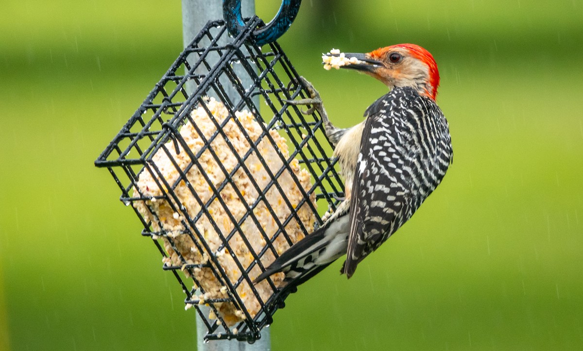 Red-bellied Woodpecker - ML619959447