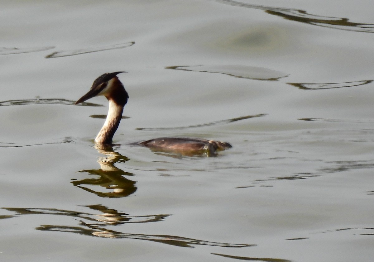 Great Crested Grebe - ML619959454
