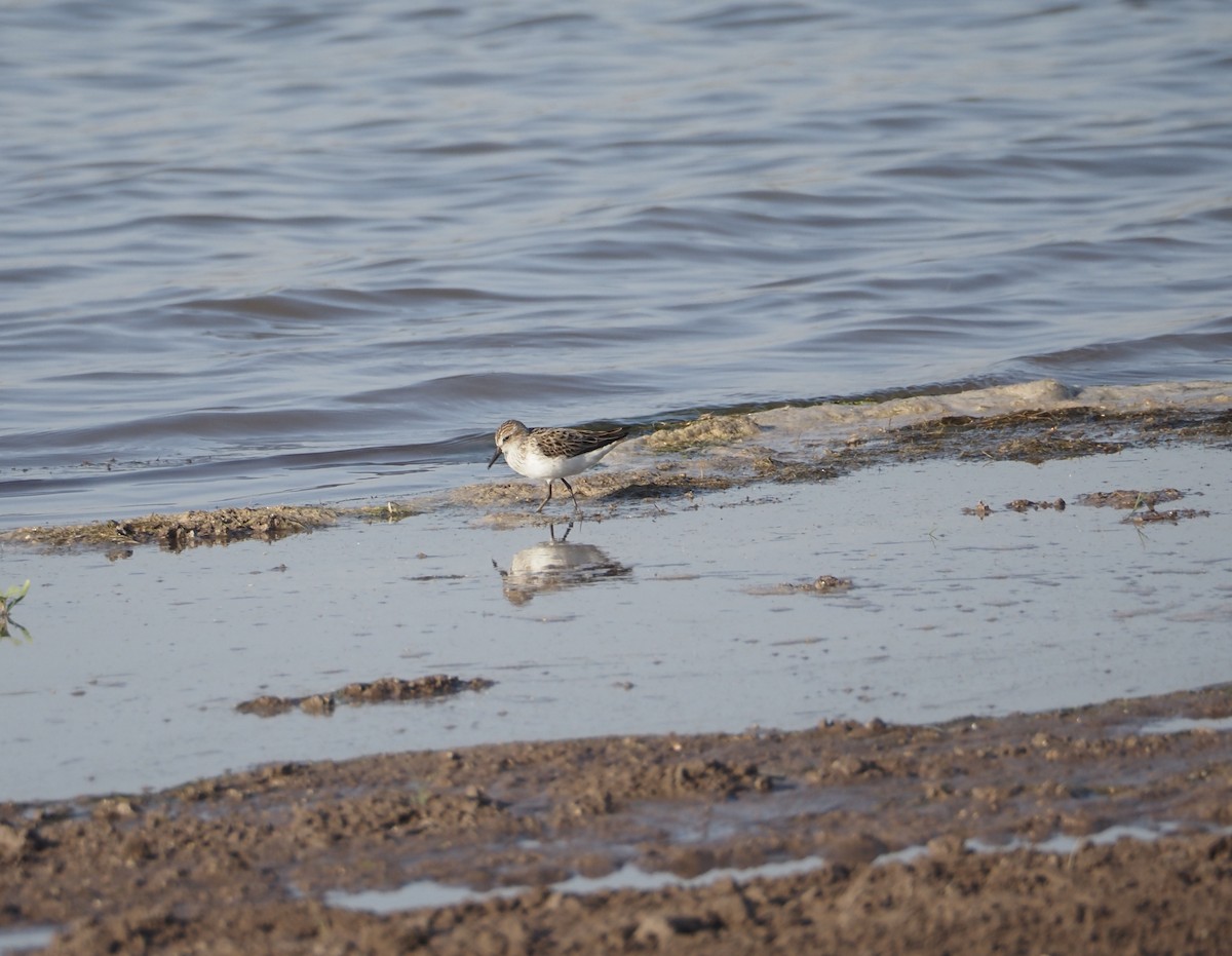 Semipalmated Sandpiper - ML619959459