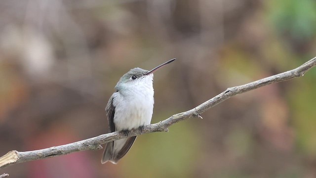 kolibřík bělobřichý - ML619959460