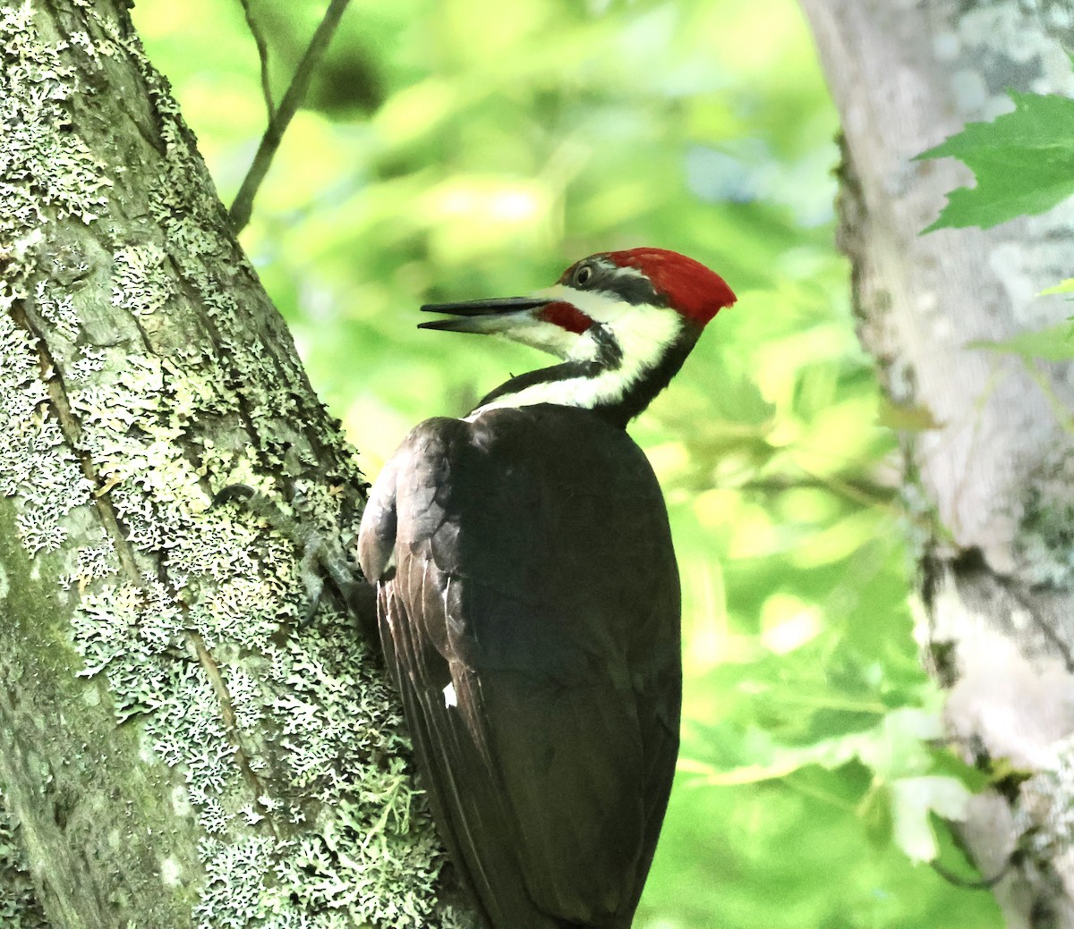 Pileated Woodpecker - ML619959465