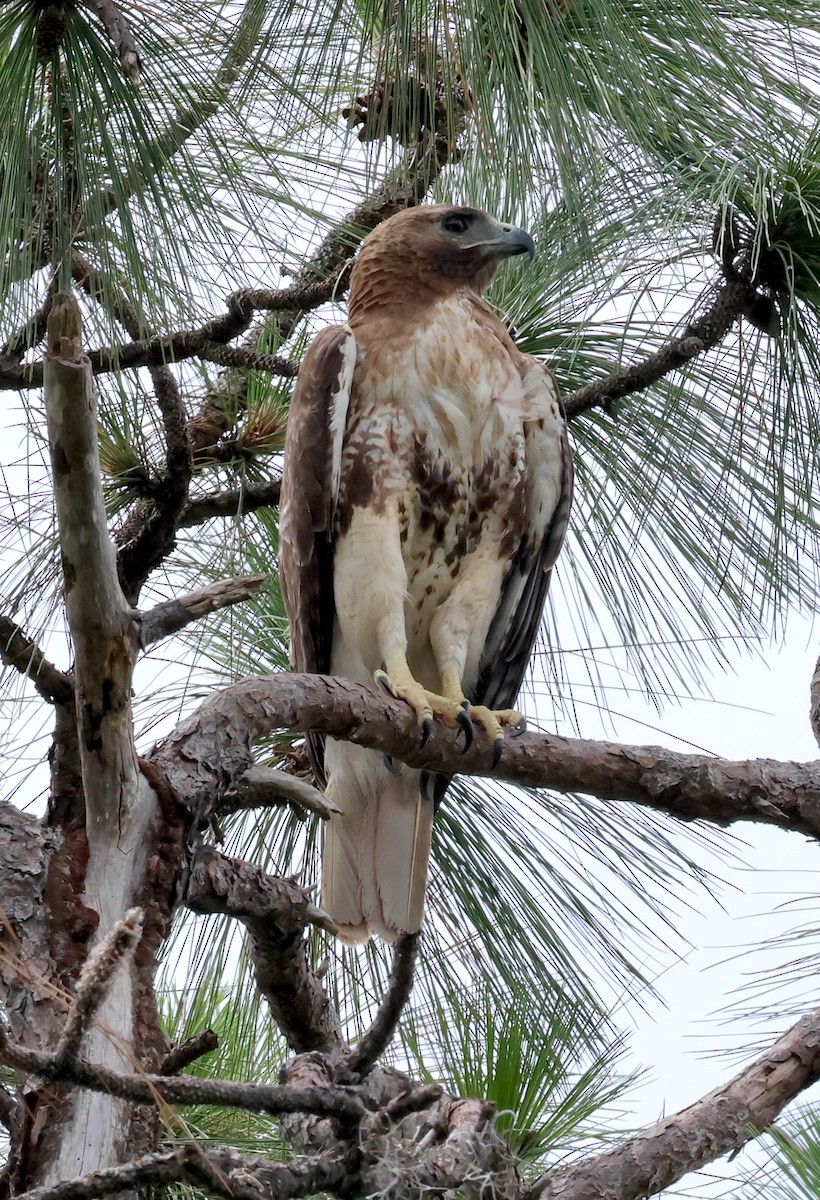 Red-tailed Hawk - ML619959466
