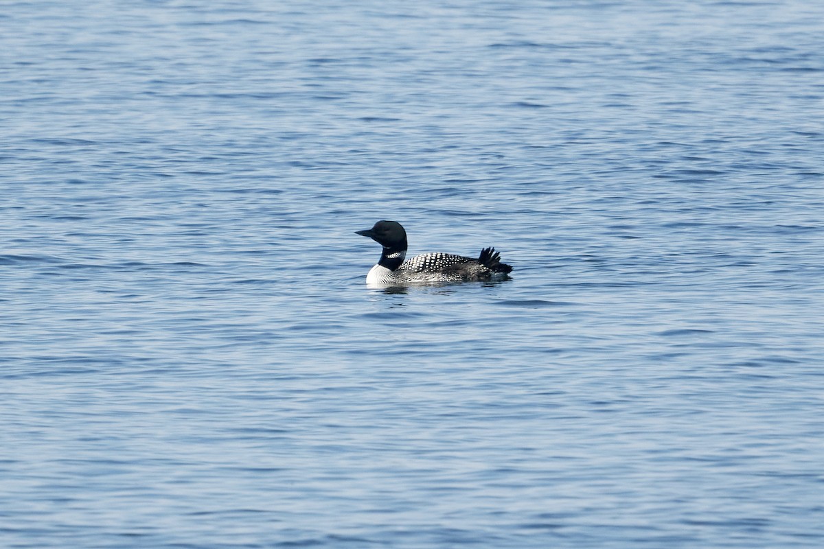 Common Loon - ML619959473