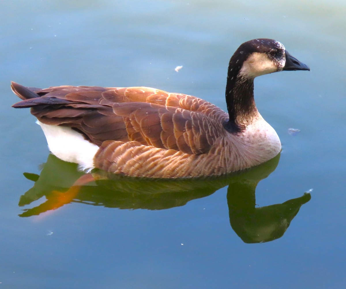 Greater White-fronted x Canada Goose (hybrid) - ML619959475