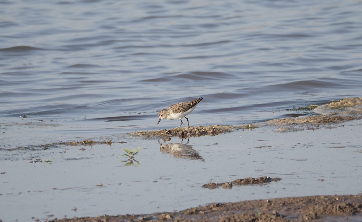 Semipalmated Sandpiper - ML619959479