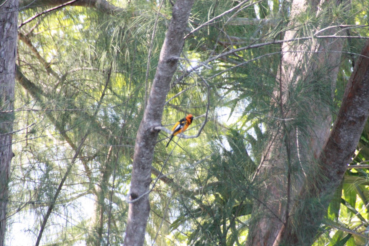 Spot-breasted Oriole - ML619959484
