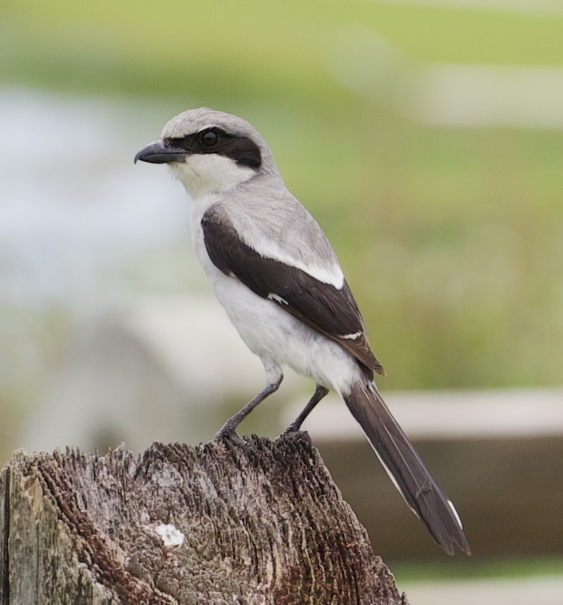 Loggerhead Shrike - ML619959494