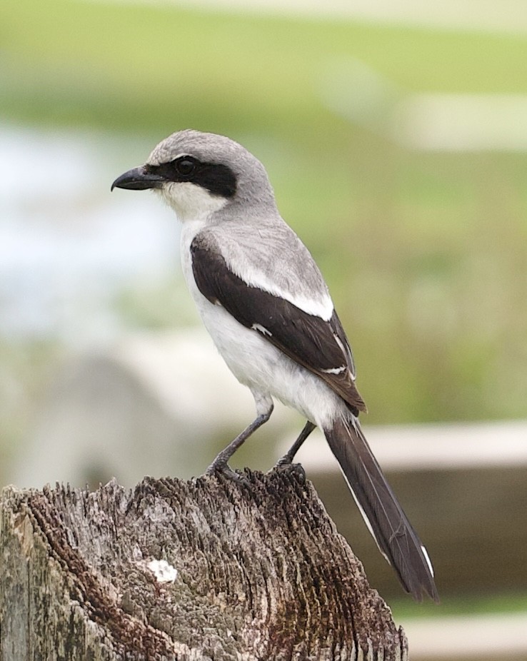 Loggerhead Shrike - ML619959495