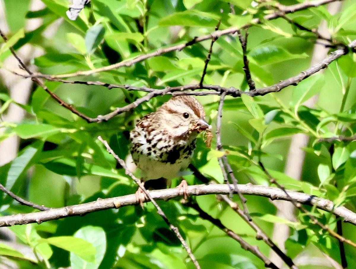 Song Sparrow - ML619959512