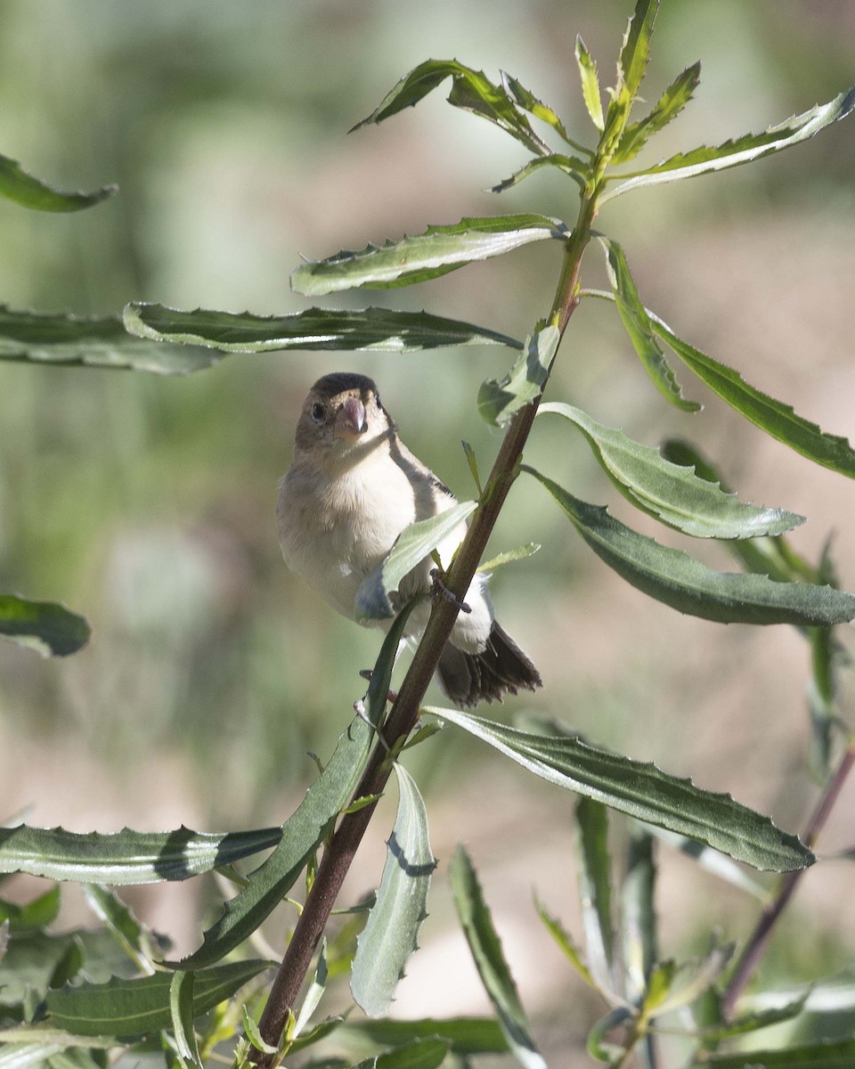 Chestnut-throated Seedeater - ML619959514