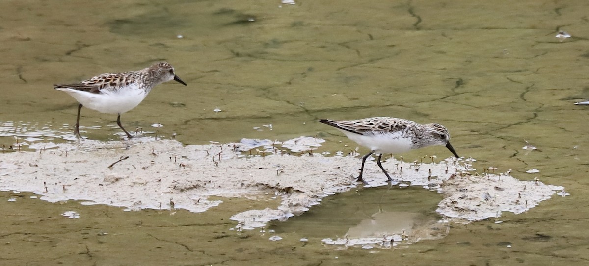 Semipalmated Sandpiper - ML619959520