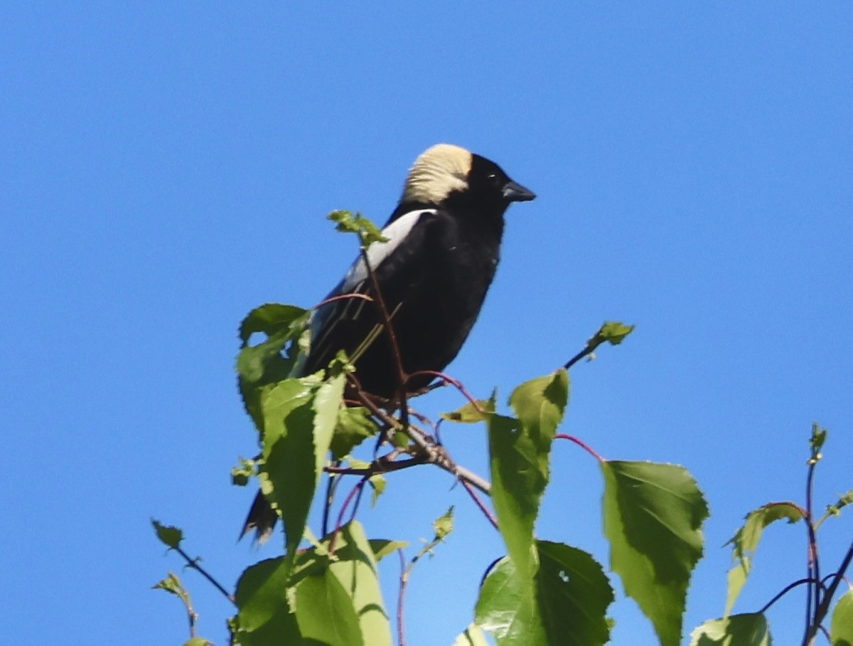 Bobolink - Charlie   Nims