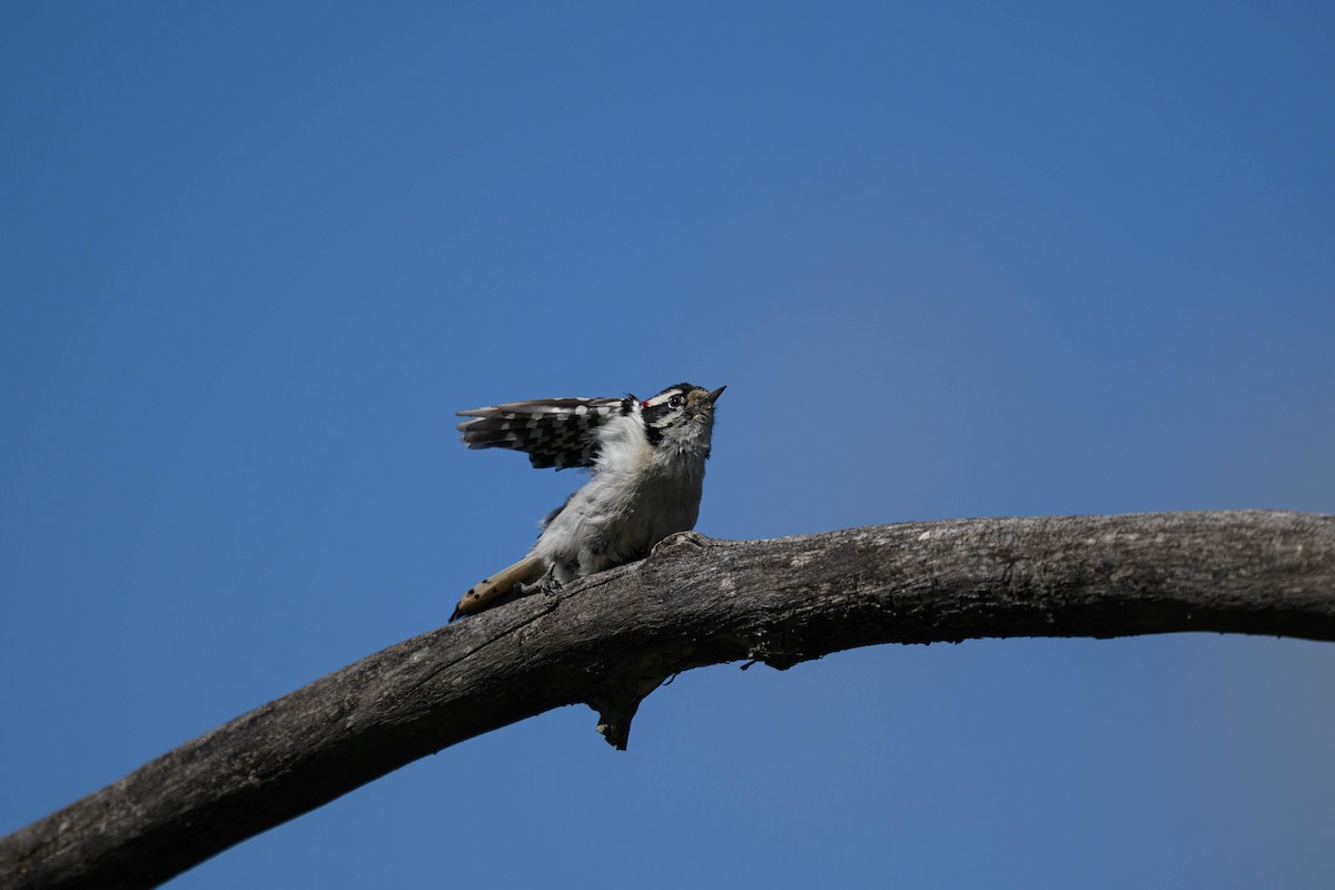 Downy Woodpecker - ML619959559