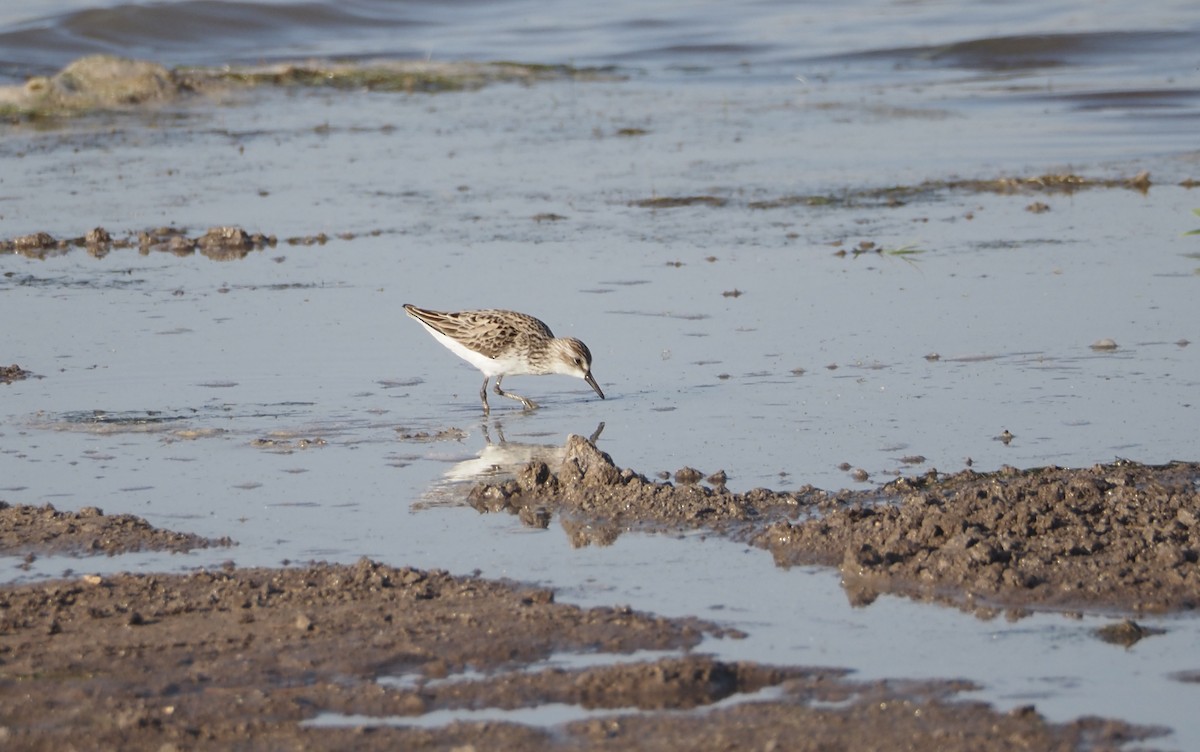 Semipalmated Sandpiper - ML619959560