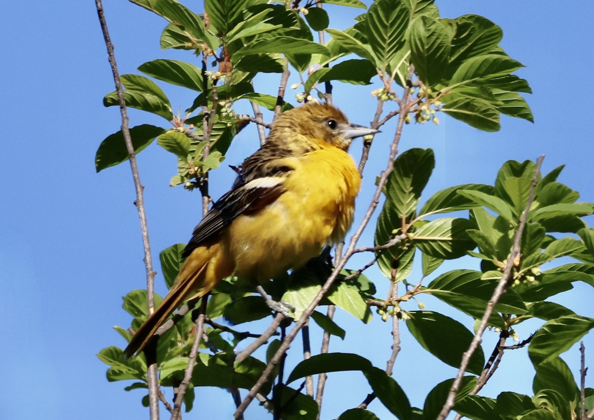 Baltimore Oriole - Charlie   Nims