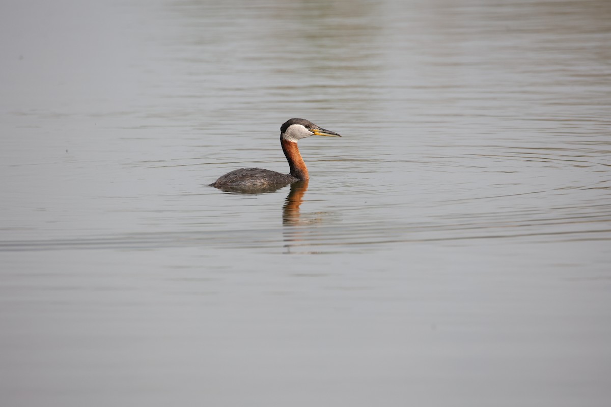 Red-necked Grebe - ML619959574