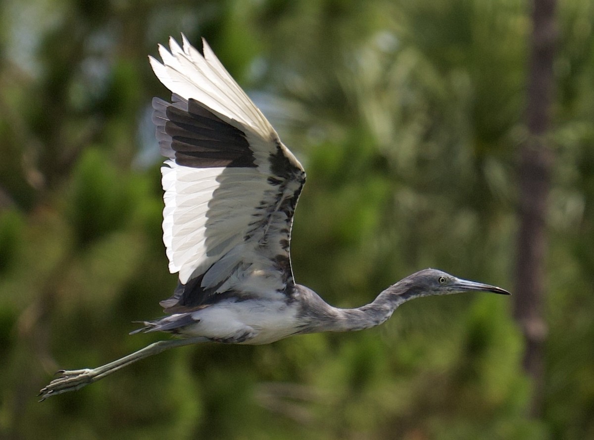 Little Blue Heron - ML619959577