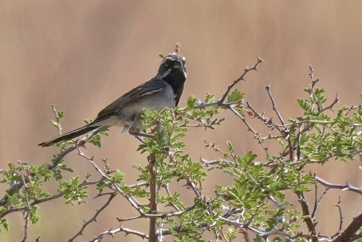 Black-throated Sparrow - ML619959580