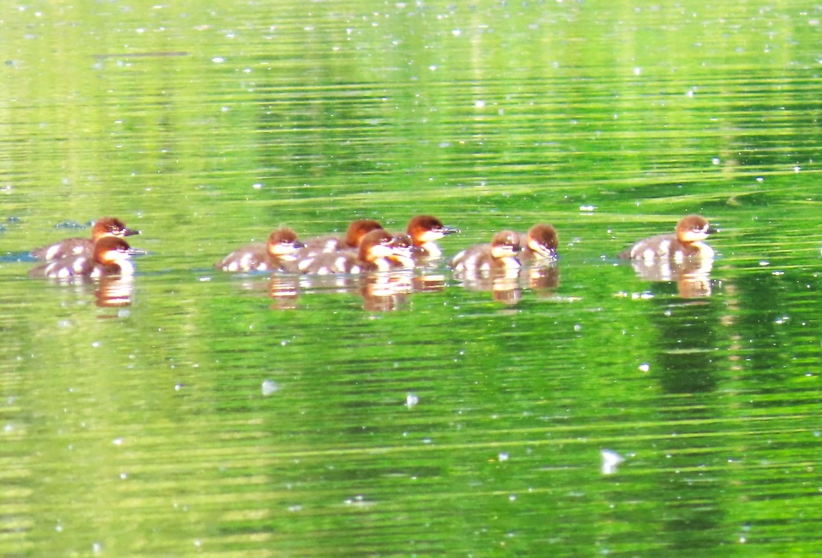 Common Merganser - ML619959600