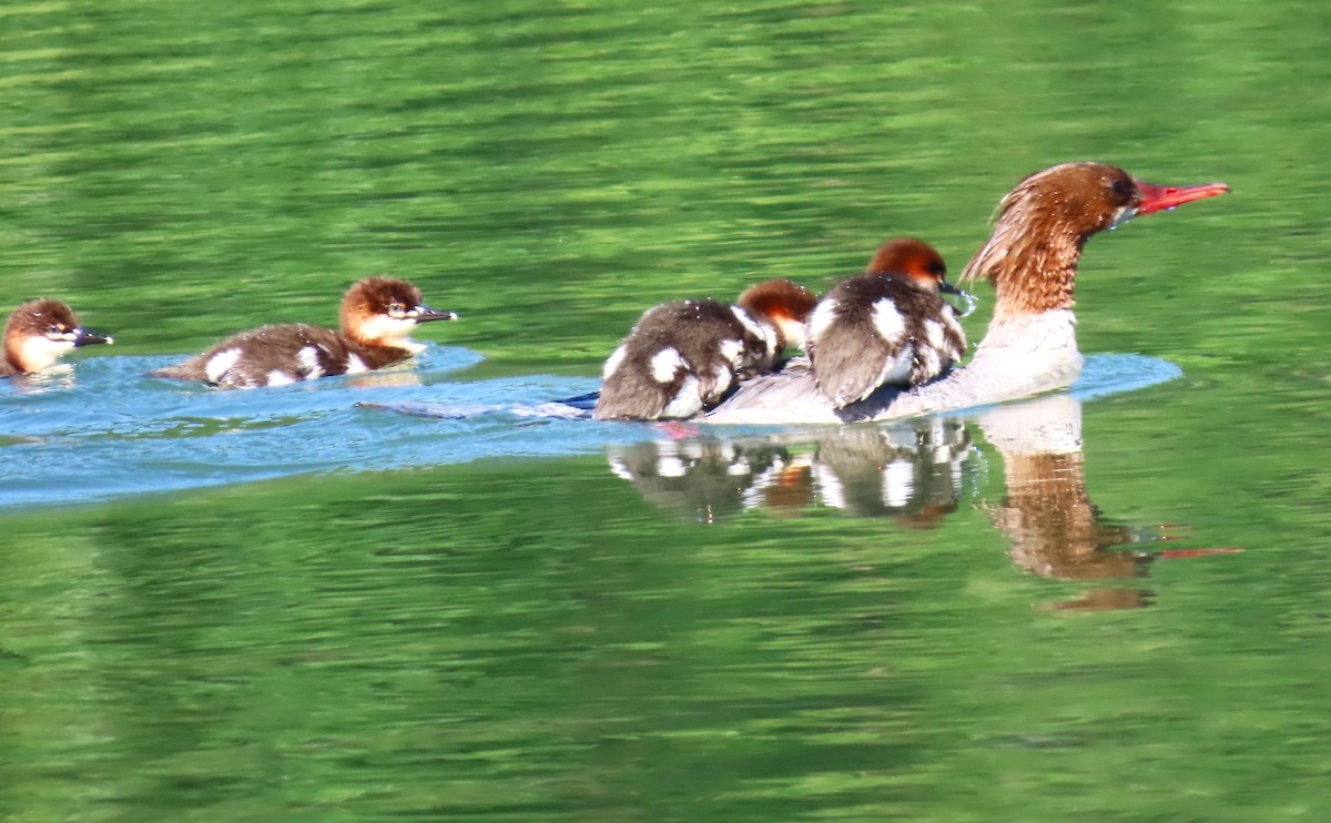 Common Merganser - ML619959602