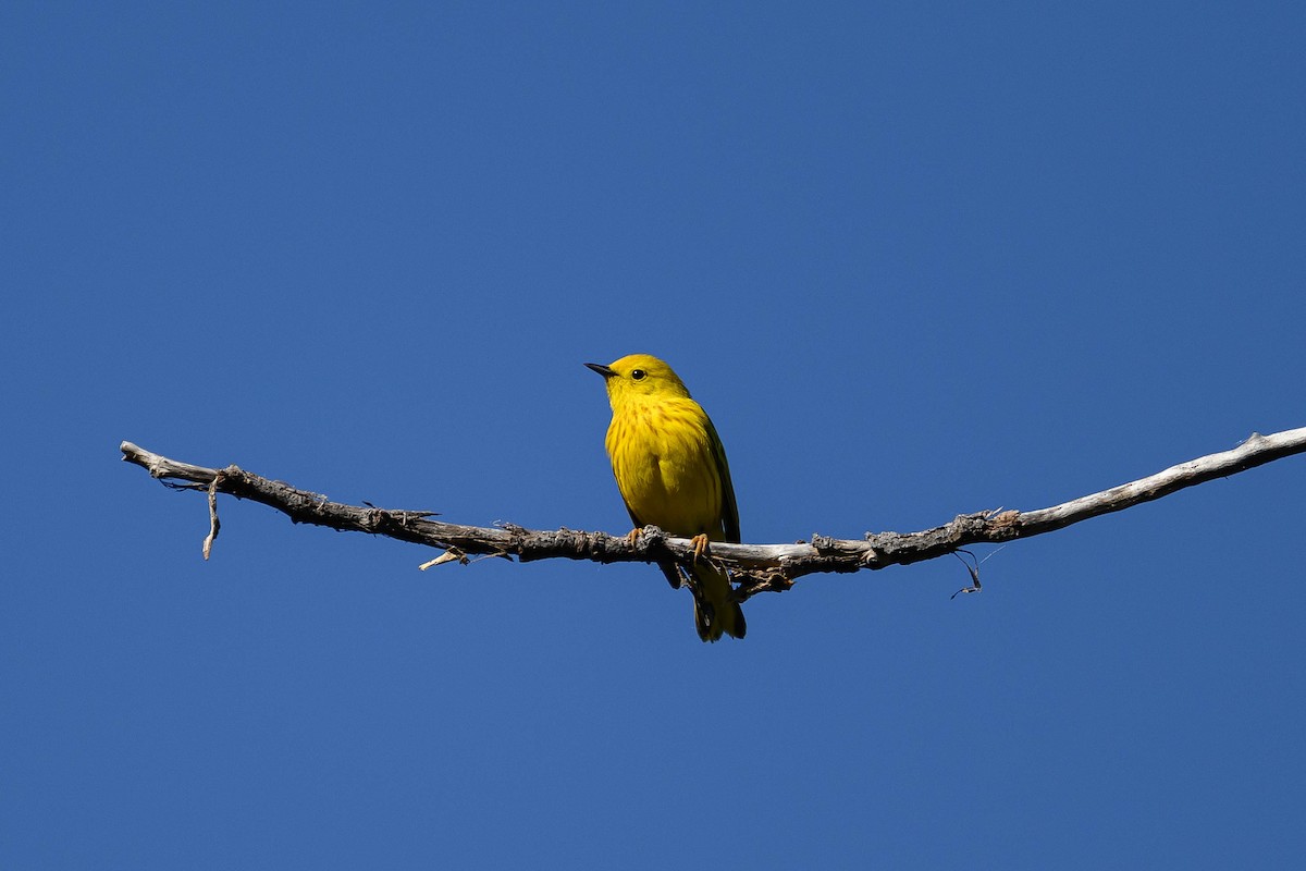 Yellow Warbler - ML619959611