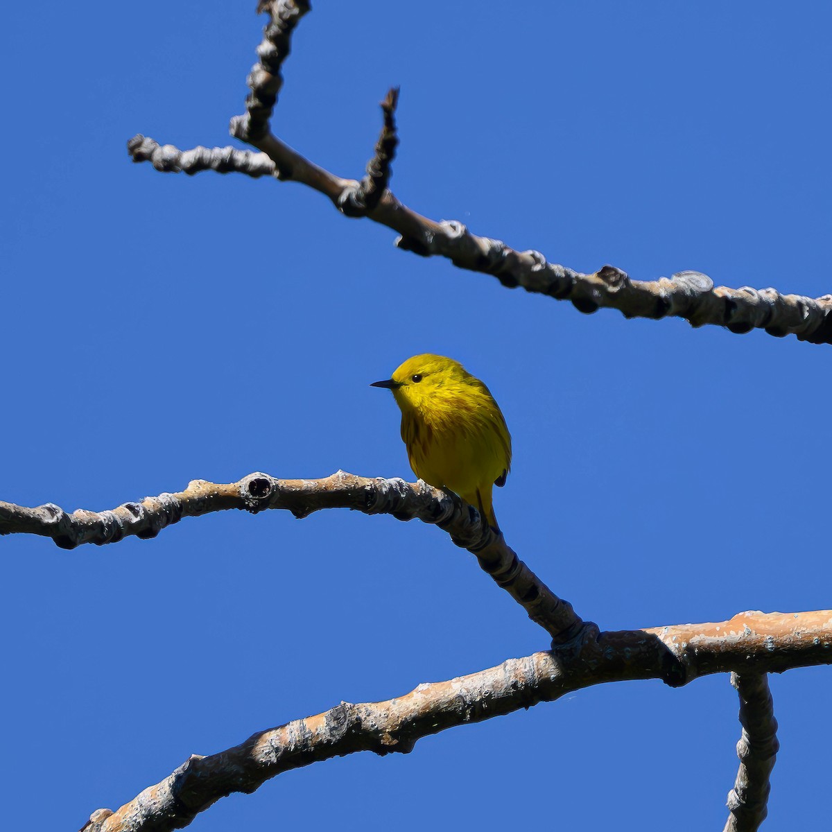 Yellow Warbler - ML619959612