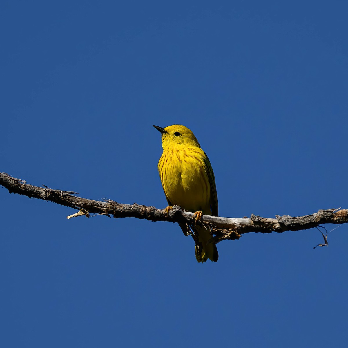 Yellow Warbler - ML619959613